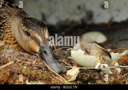 Mallard Duck (Anas platyrhynchos) femmina sat sul nido accanto a gusci vuoti, Devon, Regno Unito. Foto Stock