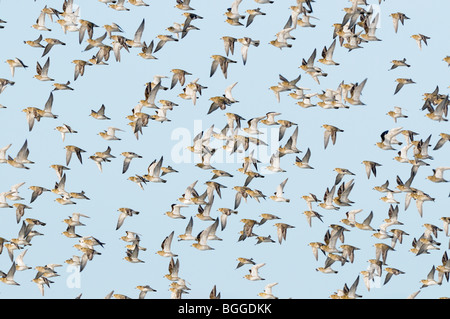 Golden Plover Pluvialis apricaria, grande gruppo in volo, Norfolk, Regno Unito, novembre Foto Stock