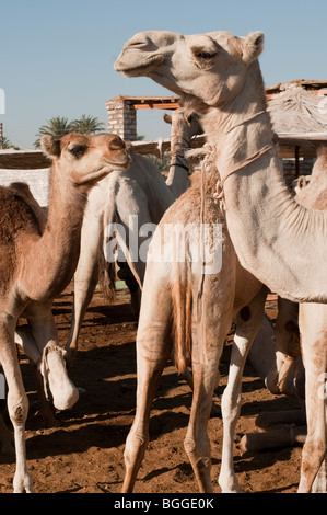 I cammelli per la vendita in un mercato di bestiame nei pressi di Aswan nella valle del Nilo Foto Stock