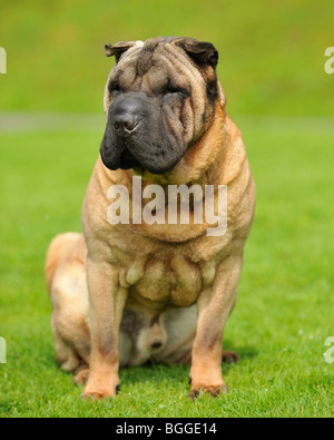 cane di sharpei Foto Stock