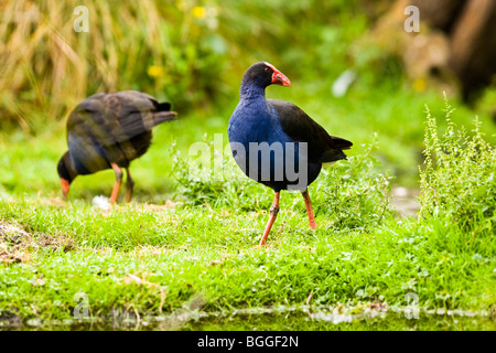 Pukeko Foto Stock