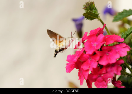 Hummingbird Hawk-moth (Macroglossum stellatarum) aspirare a un fiore, close-up Foto Stock