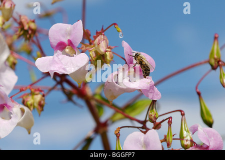 Bee seduta su un fiore, close-up Foto Stock