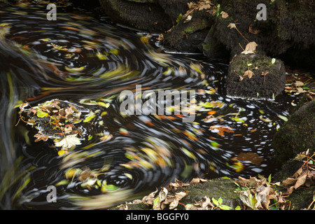 Le foglie autunnali girano nella corrente di un fiume, Scozia, Regno Unito Foto Stock