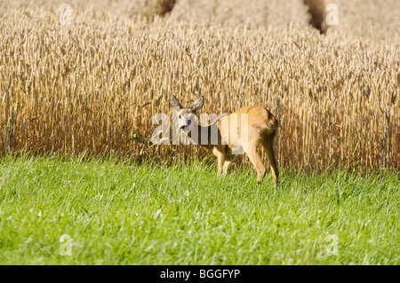 Il capriolo (Capreolus capreolus) nella parte anteriore di un grano archiviato, di fronte alla fotocamera Foto Stock