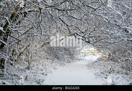 Un vicolo tranquillo attraverso gli alberi con la neve in inverno Foto Stock