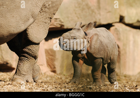 Il rinoceronte indiano unicornis Foto Stock