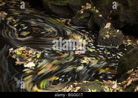 Le foglie autunnali girano nella corrente di un fiume, Scozia, Regno Unito Foto Stock