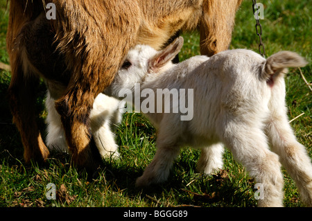 Foto di stock di un pigmeo di capra che alimenta la sua kid. Foto Stock