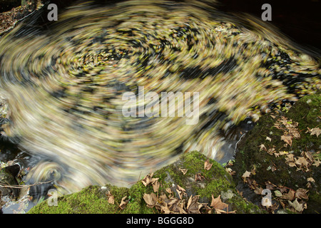 Le foglie autunnali girano nella corrente di un fiume, Scozia, Regno Unito Foto Stock