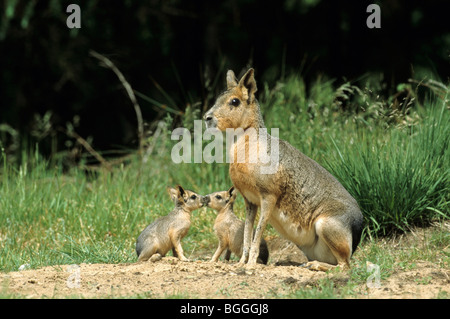 Nasello di Patagonia mara (Dolichotis patagonum) madre e cuccioli seduti fianco a fianco, Schleswig-Holstein, Germania, vista laterale Foto Stock