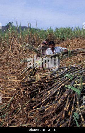 La raccolta di canna da zucchero, Nuwara Eliya, Sri Lanka Foto Stock