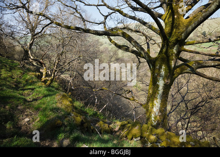 Il sentiero pedonale vicino Hollinsclough, Colomba superiore Valle, Peak District, Staffordshire. Foto Stock