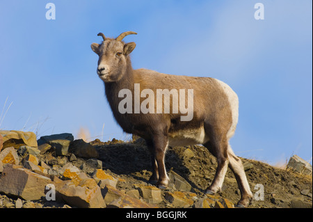 Una femmina di Bighorn nel suo habitat naturale. Foto Stock