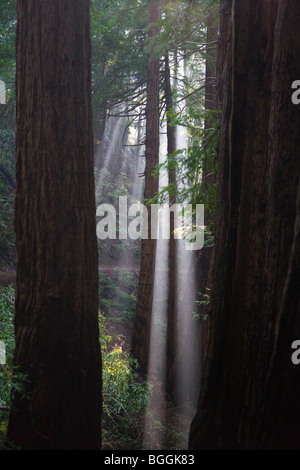 Raggi di sole risplendere attraverso gli alberi a Muir Woods National Monument, Marin County, California, Stati Uniti d'America Foto Stock