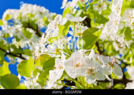 Fiori di un albero di pera, close-up Foto Stock