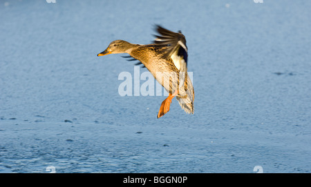 Donna Adulto Mallard sbarcano su un lago Foto Stock