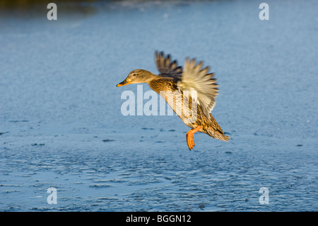 Donna Adulto Mallard sbarcano su un lago Foto Stock