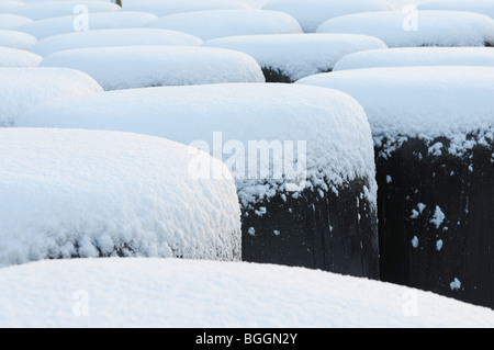 Pinte di neve. Balle di fieno avvolto in plastica nera ricoperta di neve simile pinte di Guinness, Slane, Co.Meath, Irlanda Foto Stock