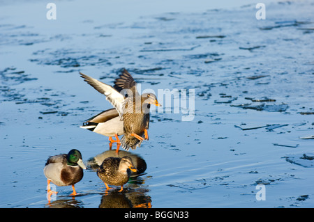 Donna Adulto Mallard sbarcano su un lago ghiacciato Foto Stock