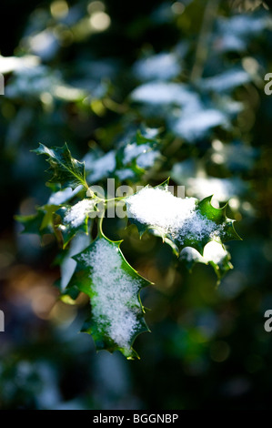 Unione Holly Ilex aquifolium foglie con uno strato di neve fresca. Foto Stock