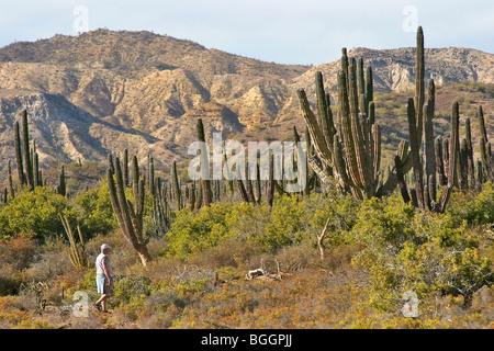 Foresta di cardon cactus (Pachycereus Pringlei) su Isla San Jose, Mare di Cortez, Baja California, Messico. Foto Stock