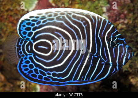 I capretti imperatore Angelfish, Pomacanthus imperator. Tulamben, Bali, Indonesia. Mare di Bali, Oceano Indiano Foto Stock