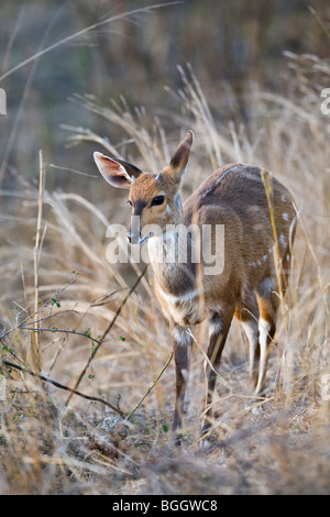 Bushbuck femminile Foto Stock