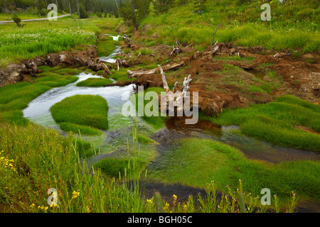 Prato fiorito durante le estati nella Lamar valley nel parco nazionale di Yellowstone Foto Stock