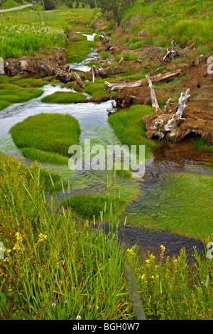 Prato fiorito durante le estati nella Lamar valley nel parco nazionale di Yellowstone Foto Stock