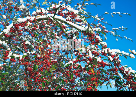 Un Cotoneaster con bacche rosse in inverno England Regno Unito Foto Stock