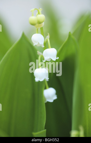 Il giglio della valle Foto Stock