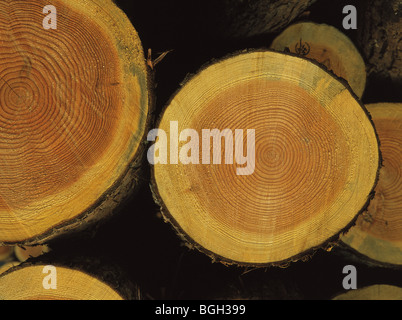 Tagliare logs mostra gli anelli di un albero Foto Stock