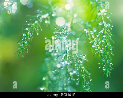 Gocce di rugiada su foglie Foto Stock