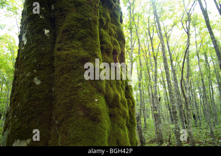 Tronco di albero coperte di muschio. Fukushima Prefettura, Giappone Foto Stock