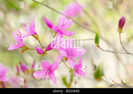 Azalee Foto Stock