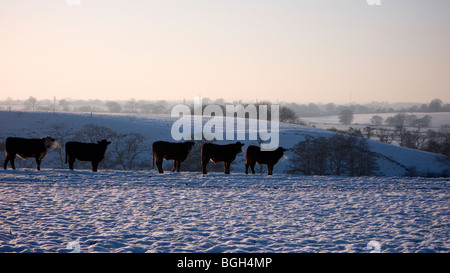 Le mucche in inverno CHESHIRE REGNO UNITO Foto Stock