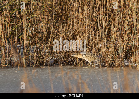 Tarabuso camminando sul ghiaccio nella parte anteriore delle canne a Shapwick Heath, Somerset. Foto Stock