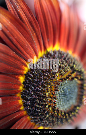 Arancio bruciato il girasole Foto Stock