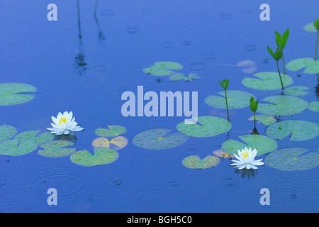 Ninfee in stagno Foto Stock