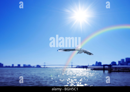 Seagull battenti intorno al porto e un arcobaleno, Chuo-ku, Tokyo, Giappone Foto Stock