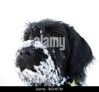 Nero cucciolo labradoodle sta guardando il suo proprietario dopo scavando il naso nella neve e ottenere una neve bianca barba Foto Stock