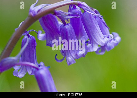 Bella close up immagine delle Bluebells girato in un bosco inglese nella luce del sole di primavera Foto Stock