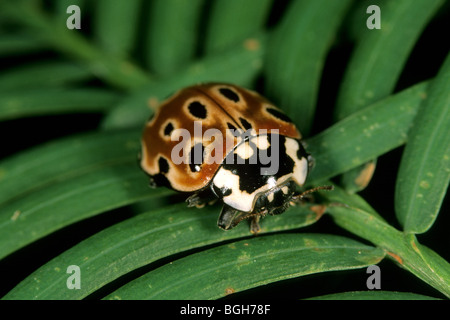 Eyed coccinella, pino Ladybird Beetle (Anatis ocellata). Foto Stock