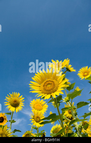 I girasoli ed un cielo blu Foto Stock