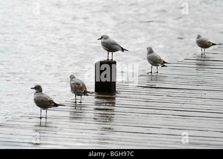 Gabbiani stand in versando pioggia d' estate su un molo nel Lake District inglese Foto Stock