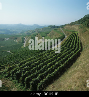 Vista dei vigneti terrazzati nella regione Kaiserstuhl, Germania Foto Stock