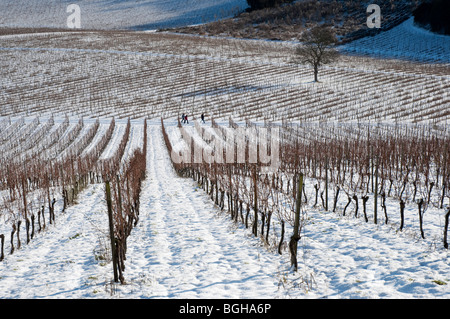 Un vigneto coperto di neve in una limpida giornata invernale e nel North Downs Foto Stock