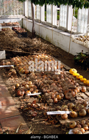 CIPOLLE RACCOLTE ESSICCATE IMMAGAZZINATE IN SERRA Foto Stock