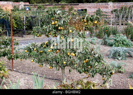 ALBERO ESPALIER PEAR NEL GIARDINO VITTORIANO MURATO Foto Stock